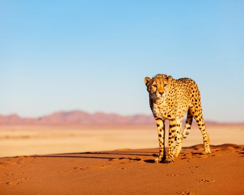 MASAI MARA GAME RESERVE, LAKE NAKURU NATIONAL PARK, ABERDARE NATIONAL PARK, OL PEJETA CONSERVANCY 